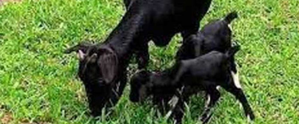 MOVING AHEAD TO RESTORE LIVELIHOOD THROUGH ‘GOAT’ REARING